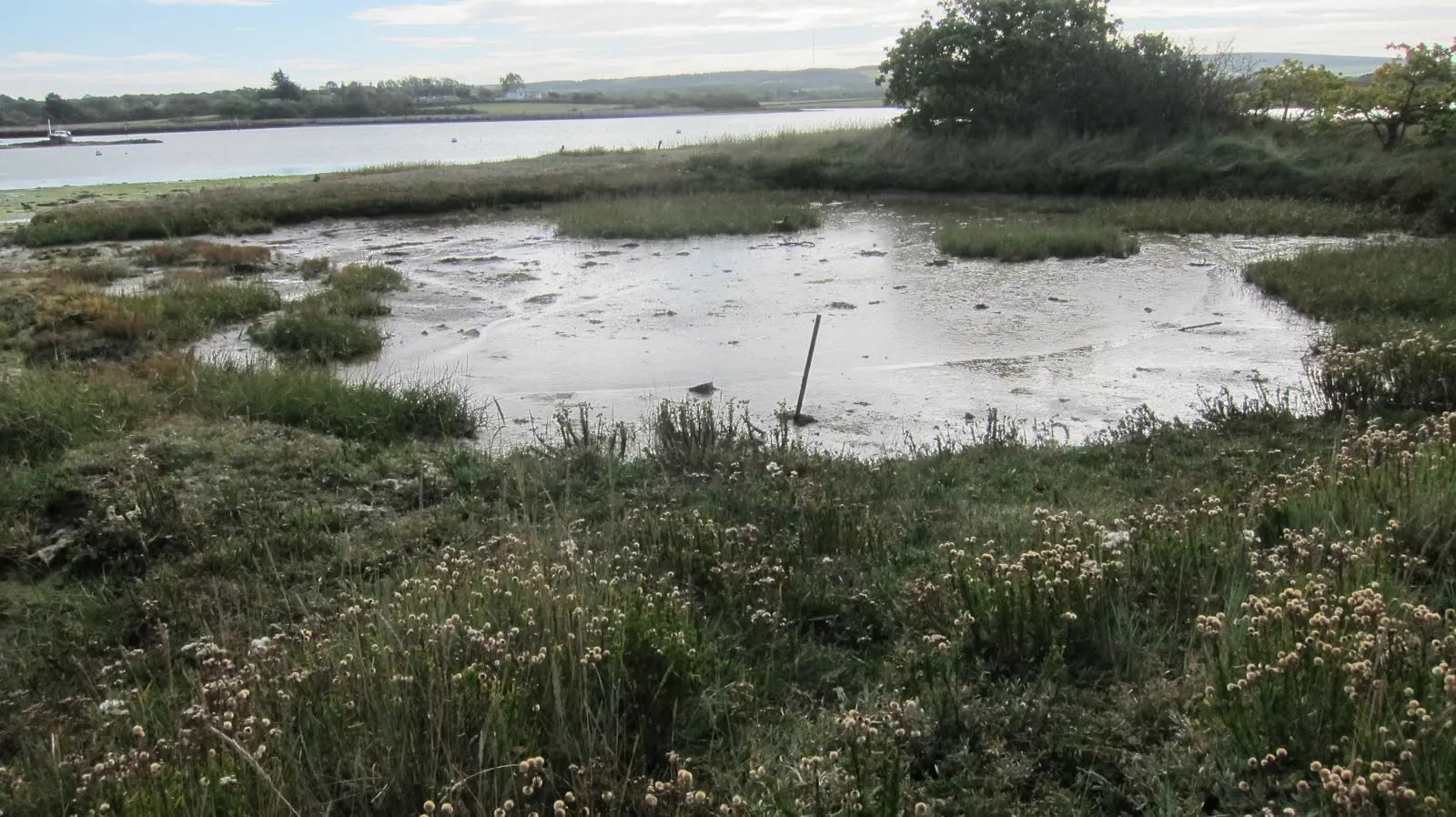 Flooded saltmarsh beside the Newtown River, Isle of Wight.