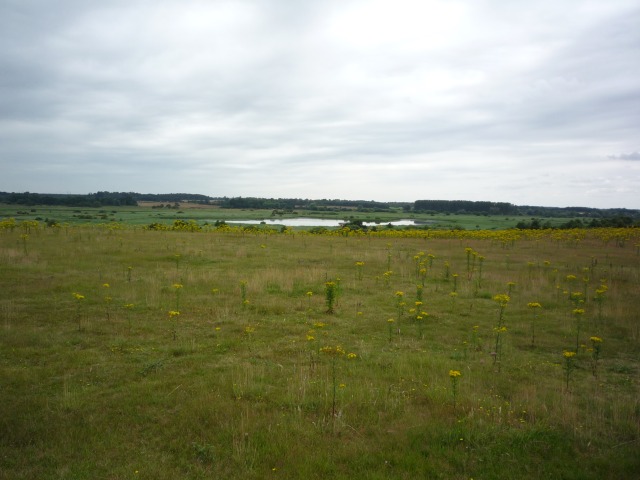 Reedbeds and shallow water at Minsmere nature reserve beneath a cloudy sky